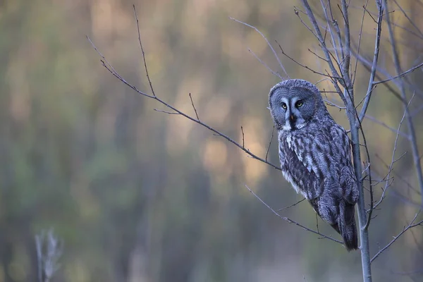 Große graue Eule (strix nebulosa) schweden — Stockfoto