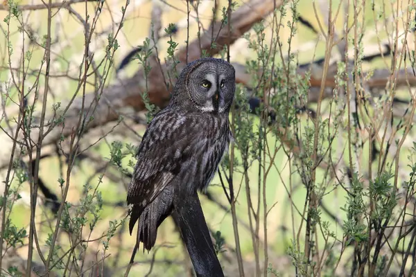 Gran búho gris (Strix nebulosa) Suecia — Foto de Stock