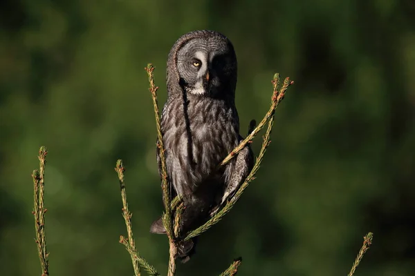 Gran búho gris (Strix nebulosa) Suecia — Foto de Stock