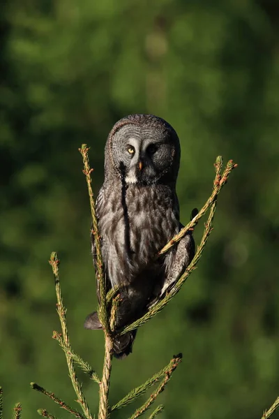 Grote grijze uil (Strix nebulosa) Zweden — Stockfoto