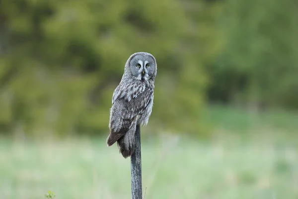 Grote grijze uil (Strix nebulosa) Zweden — Stockfoto