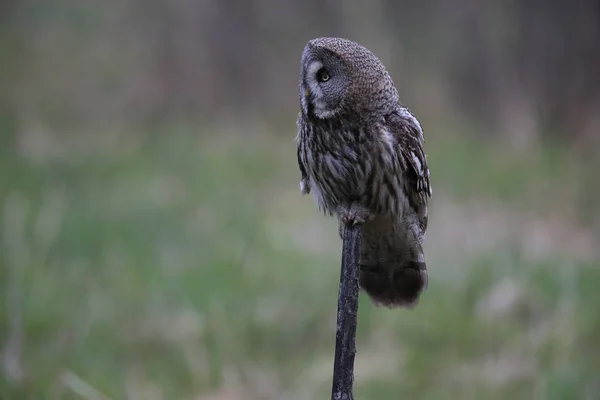 Grote grijze uil (Strix nebulosa) Zweden — Stockfoto