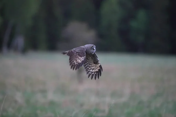 Gran búho gris (Strix nebulosa) Suecia — Foto de Stock