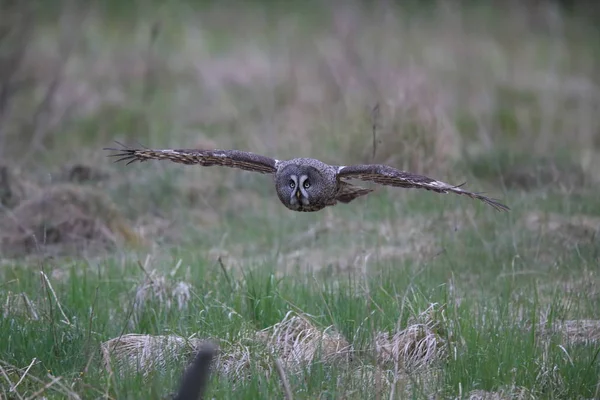 Büyük gri baykuş (Strix nebulosa) İsveç — Stok fotoğraf