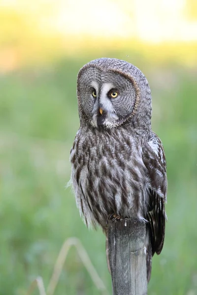 Gran búho gris (Strix nebulosa) Suecia — Foto de Stock