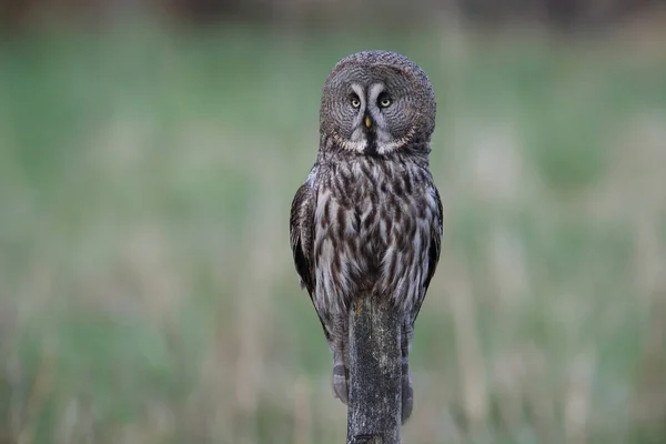 Grande coruja cinzenta (Strix nebulosa) Suécia — Fotografia de Stock