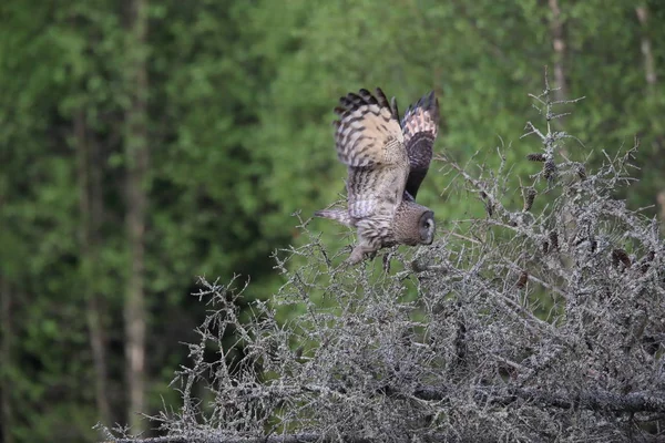 Great grey owl (Strix nebulosa) Sweden — 스톡 사진