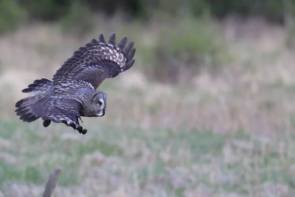 Hibou gris (Strix nebulosa) Suède — Photo