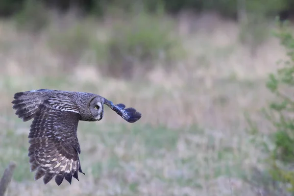 Grande gufo grigio (Strix nebulosa) Svezia — Foto Stock