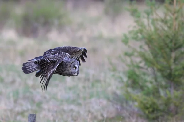 Grande gufo grigio (Strix nebulosa) Svezia — Foto Stock