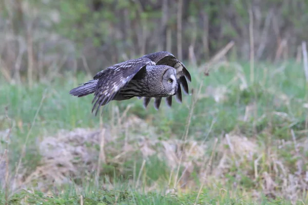 Grande gufo grigio (Strix nebulosa) Svezia — Foto Stock