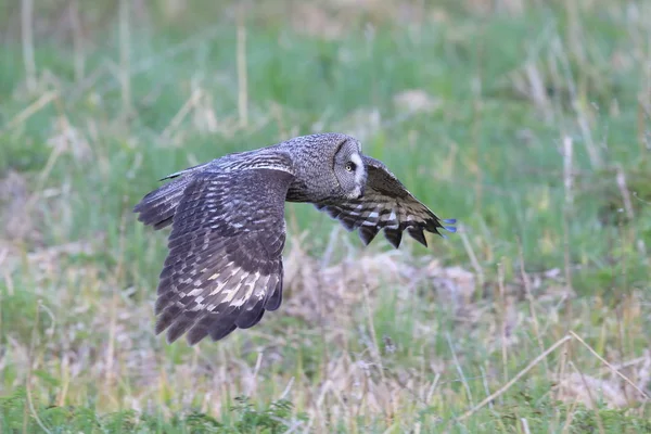 Grande gufo grigio (Strix nebulosa) Svezia — Foto Stock