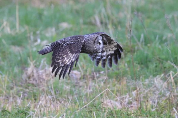 Hibou gris (Strix nebulosa) Suède — Photo