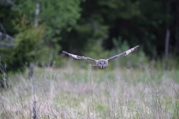 Gran búho gris (Strix nebulosa) Suecia —  Fotos de Stock