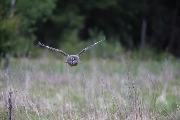 Große graue Eule (strix nebulosa) schweden — Stockfoto