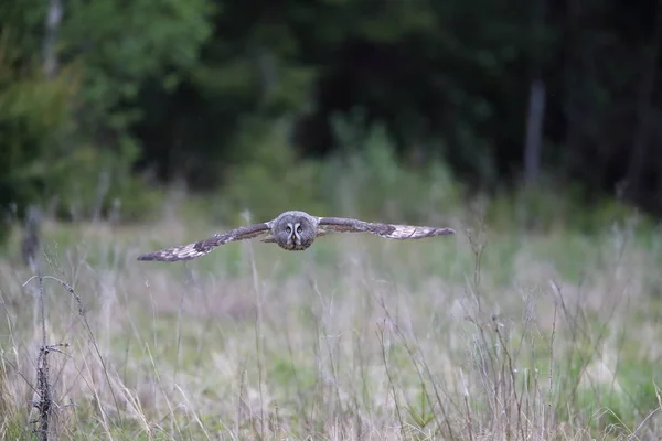 Sowa szara (Strix nebulosa) Szwecja — Zdjęcie stockowe