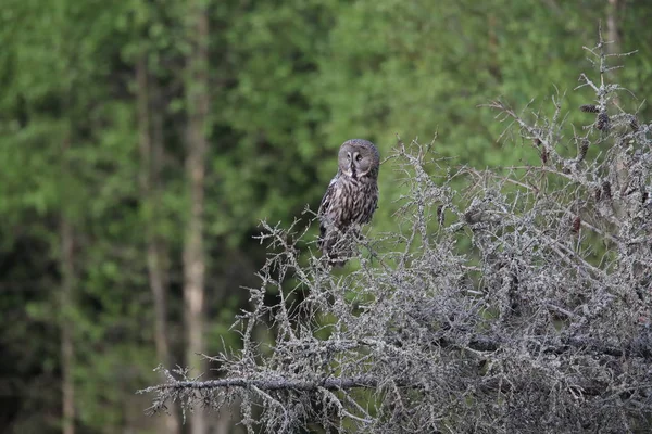 Hibou gris (Strix nebulosa) Suède — Photo