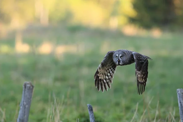 Velká šedá sova (Strix nebulosa) Švédsko — Stock fotografie