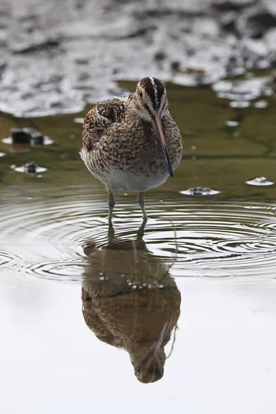 Bécassine rousse (Gallinago gallinago) Islande — Photo