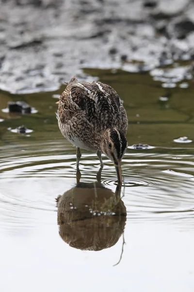 Bekassine (gallinago gallinago) Island — Stockfoto