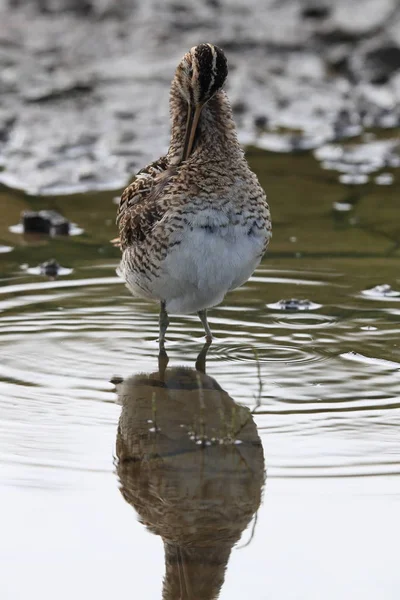 Common Snipe (Gallinago gallinago) Islândia — Fotografia de Stock