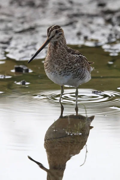 Bécassine rousse (Gallinago gallinago) Islande — Photo