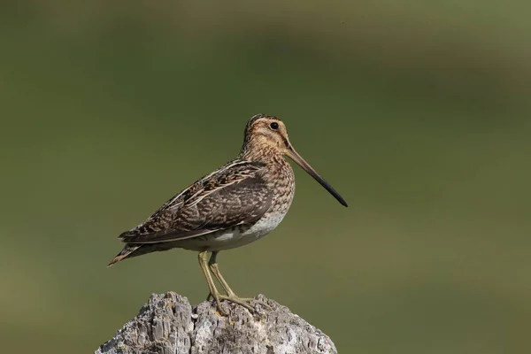 Common Snipe (Gallinago gallinago) Исландия — стоковое фото