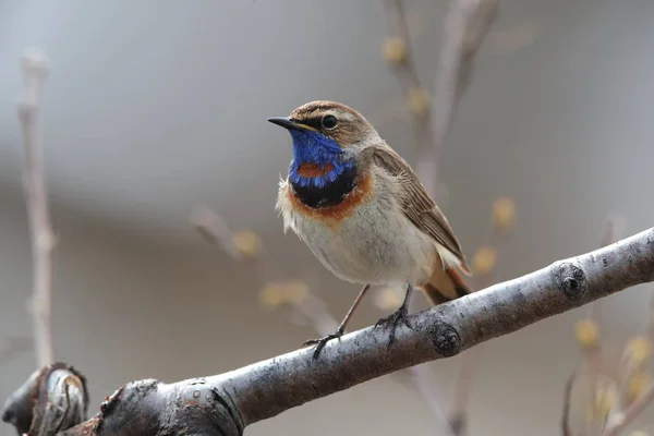 Garganta azul (Luscinia svecica) Noruega — Foto de Stock