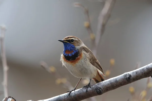 Bluethroat (Luscinia svecica)  Norway — Stock Photo, Image