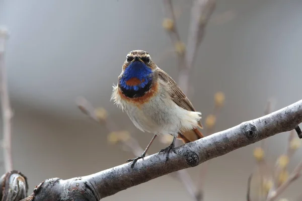 Bluethroat (Luscinia svecica)  Norway — Stock Photo, Image