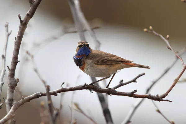 Bluethroat (Luscinia svecica)  Norway — Stock Photo, Image