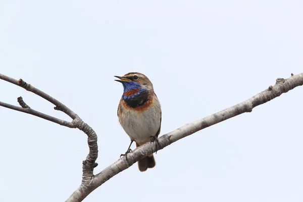 Garganta azul (Luscinia svecica) Noruega — Foto de Stock