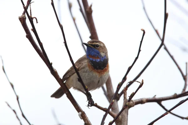 Luscinia svecica) Norwegia — Zdjęcie stockowe