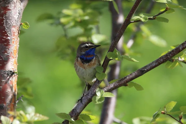 Bluethroat (Luscinia svecica)  Norway — Stock Photo, Image