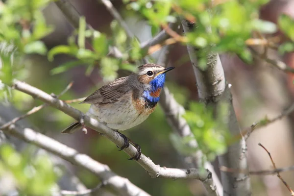 Bluethroat (Luscinia svecica) Norvège — Photo