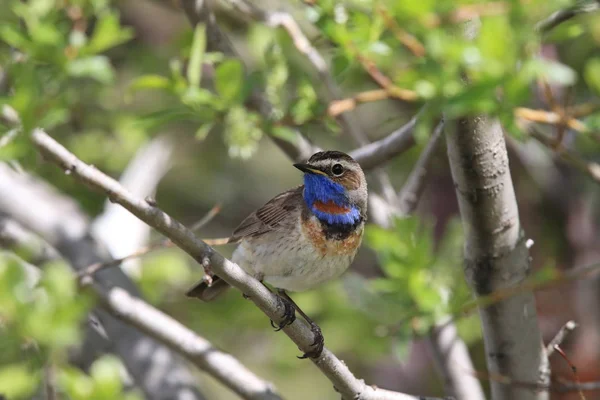 Bluethroat (Luscinia svecica)  Norway — Stock Photo, Image