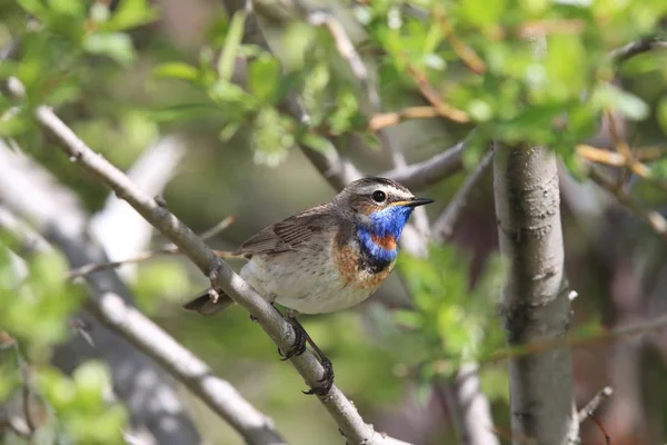 Bluethroat (Luscinia svecica)  Norway — 스톡 사진