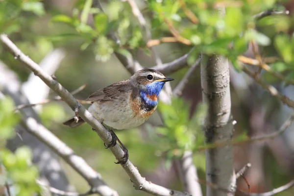 Bluethroat (Luscinia svecica)  Norway — 스톡 사진