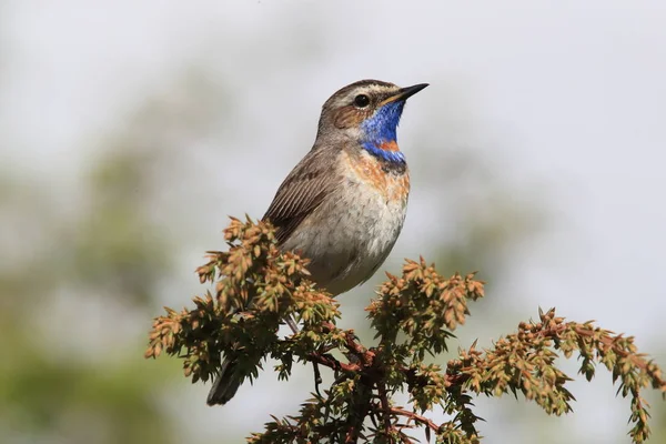 Bluethroat (Luscinia svecica)  Norway — Stock Photo, Image