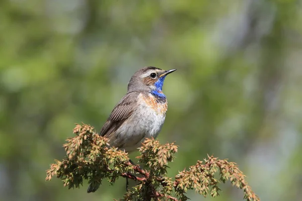 Garganta azul (Luscinia svecica) Noruega — Foto de Stock