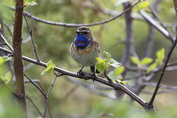 Bluethroat (Luscinia svecica)  Norway — Stock Photo, Image