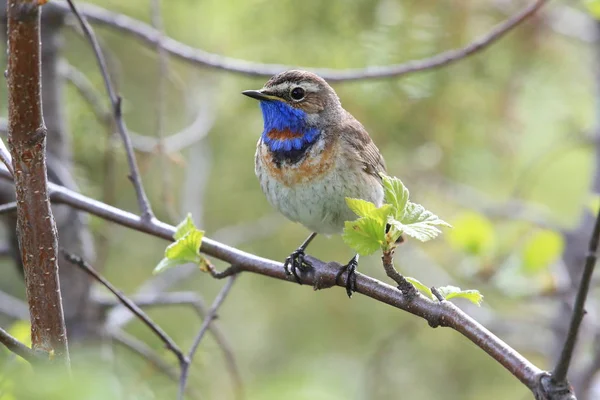 Bluethroat (Luscinia svecica) Norveç — Stok fotoğraf