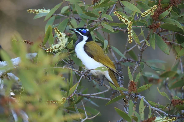 ブルーフェイス・ハニーティーター｜Queensland Australia — ストック写真