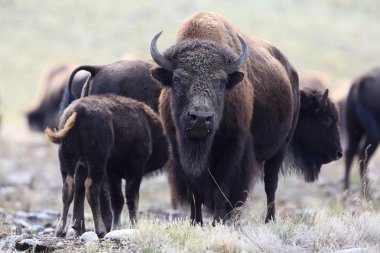 American Bison, Buffalo, Yellowstone National Park,USA clipart