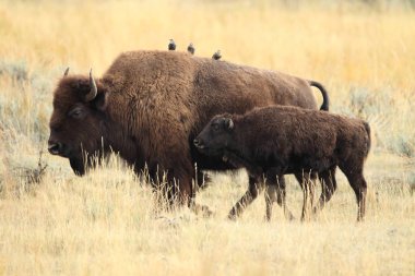 American Bison, Buffalo, Yellowstone National Park,USA clipart