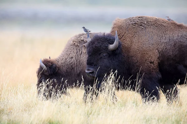 American Bison, Buffalo, Йеллоустонский национальный парк, США — стоковое фото