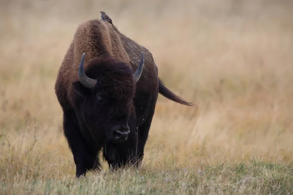 Americký bizon, Buffalo, Yellowstonský národní park, USA — Stock fotografie