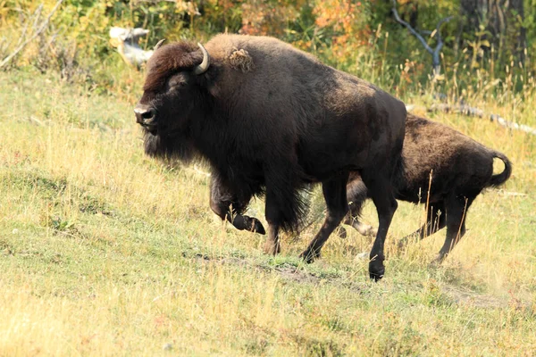 Amerikai bölény, bölény, Yellowstone Nemzeti Park, USA — Stock Fotó