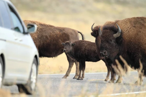 American Bison, Buffalo, Yellowstone National Park,USA — Stock Photo, Image
