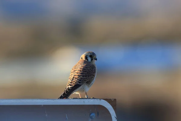 American Kestrel Falco Sparverius Bosque Del Apache National Wildlife Refuge — Stock Photo, Image